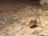 00395-2284 Wetta in Kenyalang Cave - Photo by Garry K Smith